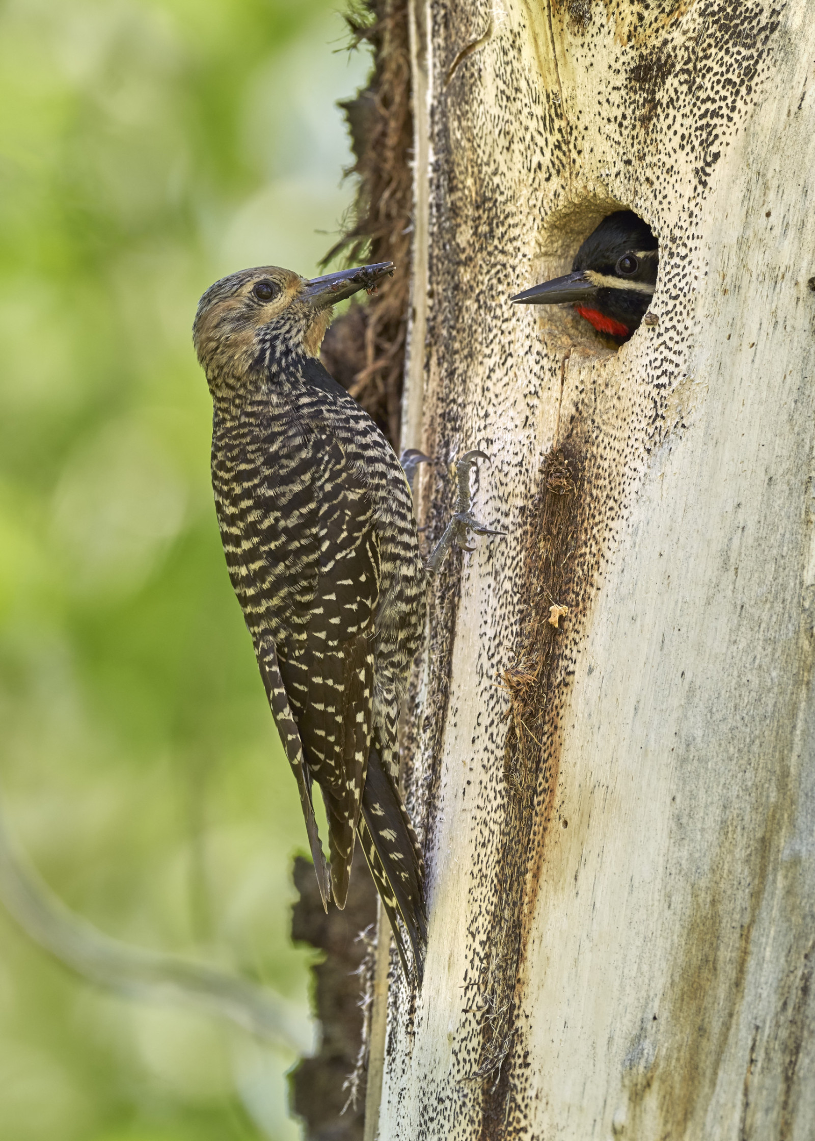 image Williamson's Sapsucker